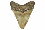 Large, Fossil Megalodon Tooth - North Carolina #108937-2